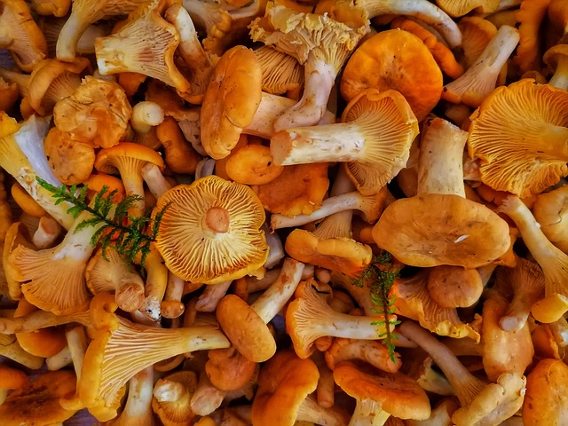 Plant-Powered Living: Navigating the Vegan Diet’s Surprising Health Landscape 🌱