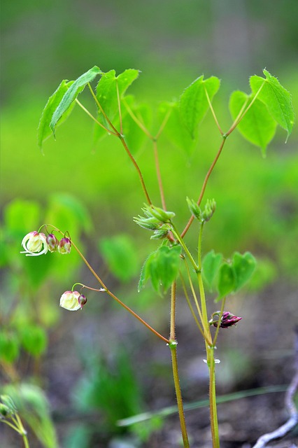 薬草の神秘を解き明かす！自然が育む究極の健康healing🌿