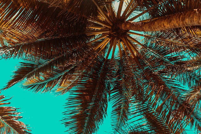 Dates: Nature’s Golden Nectar of Sweetness and Nutrition from Ancient Palms 🌴