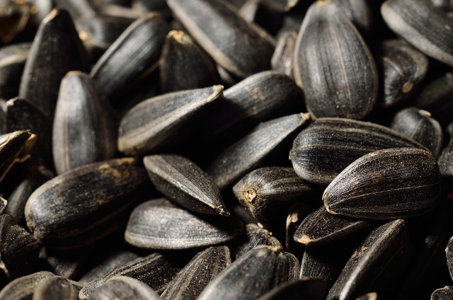 Sunflower Seeds: Cracking Open Nature’s Crunchy Golden Treasure 🌻