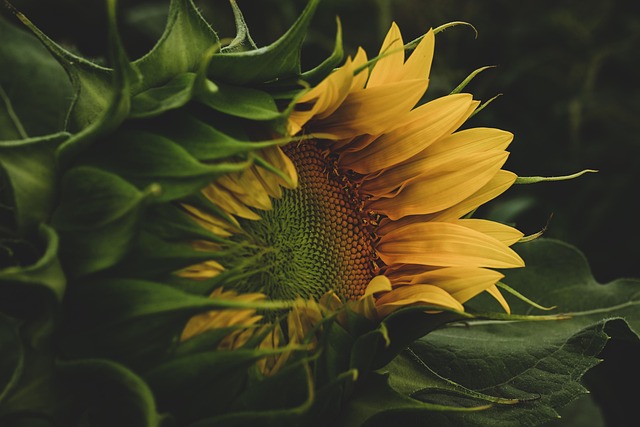 Semillas de Girasol: El Tesoro Crujiente y Nutritivo de los Campos Dorados 🌻