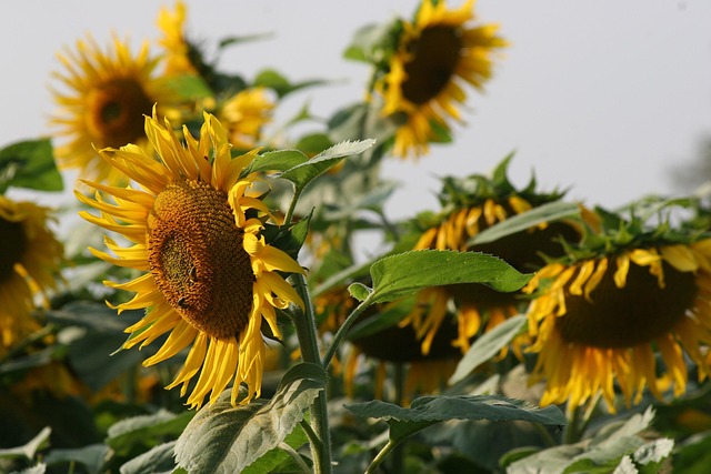 向日葵的金色秘密：营养丰富的葵花籽小零食🌻