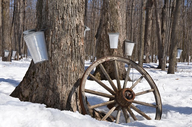 Maple Magic: Tapping the Golden Nectar of North American Forests 🍁